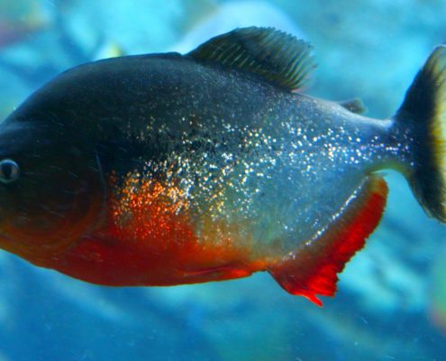 Pirana
