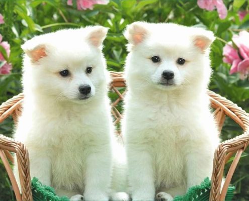 Köpek Aşı Takvimi