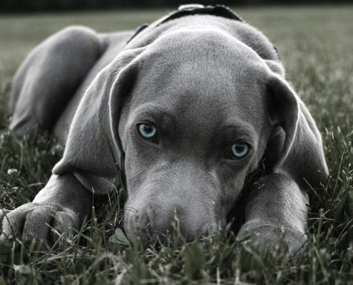 Köpek Aşı Takvimi