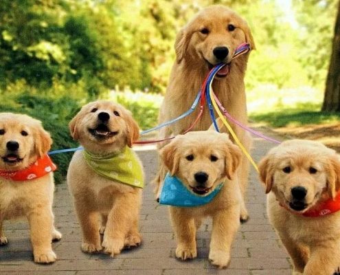 Köpek Aşı Takvimi
