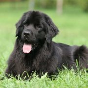 Köpek Beslenmesi