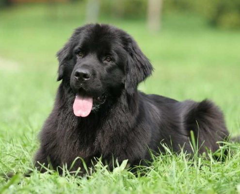 Köpek Beslenmesi