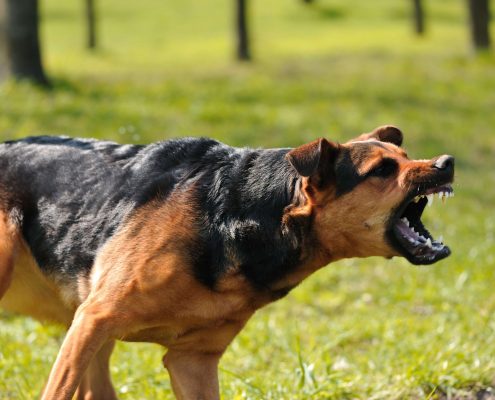Köpek Eğitimi