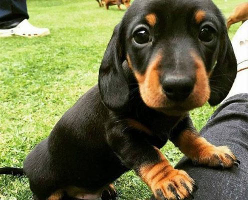 Yavru Köpek Eğitimi