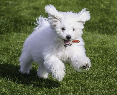 Köpek Eğitimi