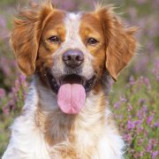 Köpek Hastalıkları