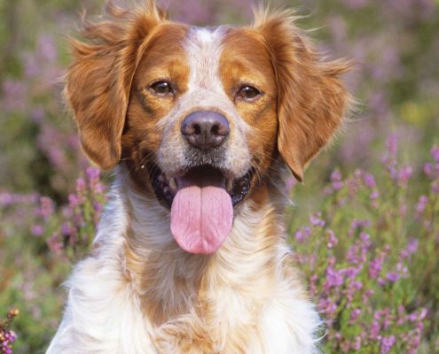 Köpek Hastalıkları