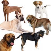 En Güzel Köpek İsimleri