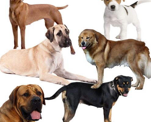 En Güzel Köpek İsimleri