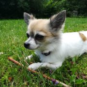 Köpek Maması Seçimi Nasıl Yapılmalıdır?