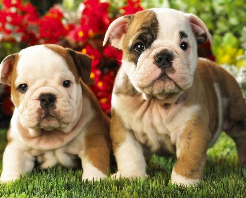 Köpek Maması Seçimi Nasıl Yapılmalıdır?