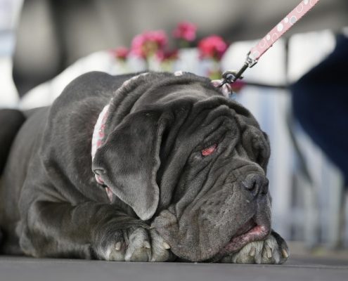 Köpek Maması Seçimi Nasıl Yapılmalıdır?