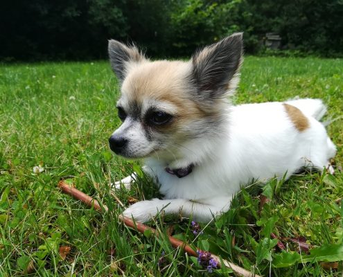 Köpek Maması Seçimi Nasıl Yapılmalıdır?