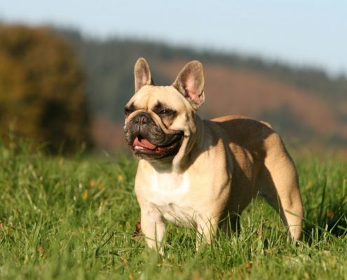 Köpekler Hakkında Temel Bilgiler
