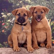 Köpeklerde Cinsiyet Ayrımı