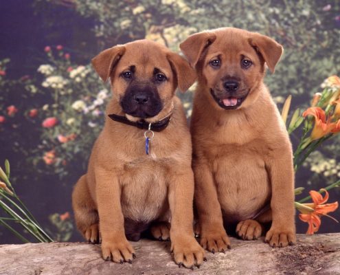 Köpeklerde Cinsiyet Ayrımı