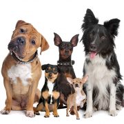Köpeklerde Hamilelik ve Doğum Süreci