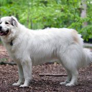 Köpeklerde Kısırlaştırma