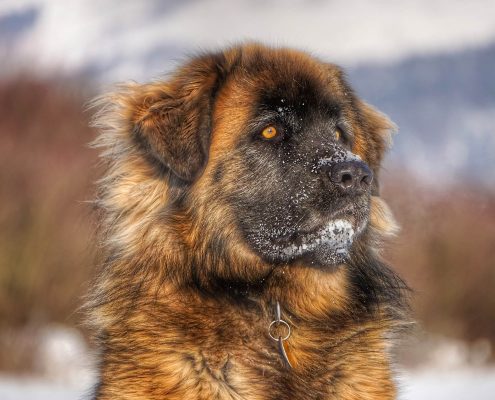 Köpeklerde Kısırlaştırma
