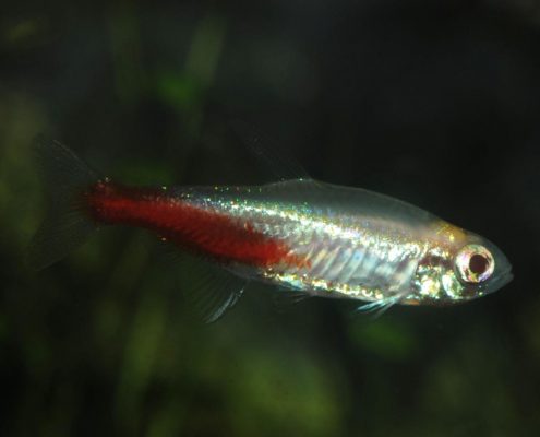 Neon Tetra