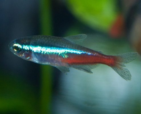 Neon Tetra