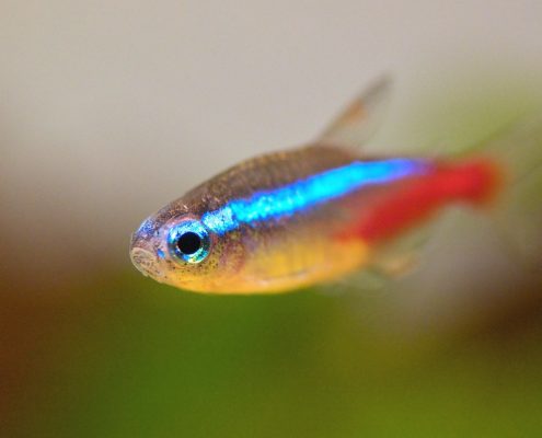 Neon Tetra