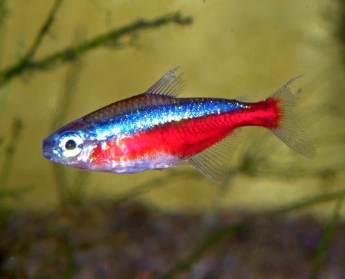 Neon Tetra