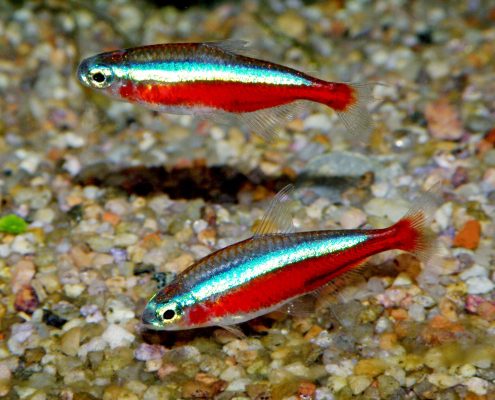 Neon Tetra