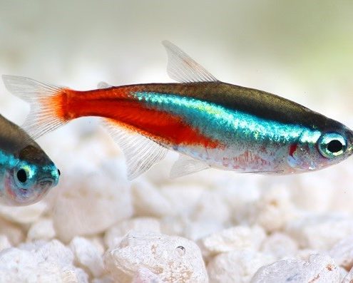 Neon Tetra