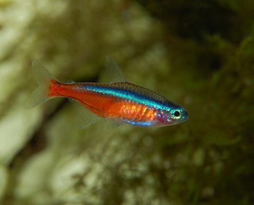 Neon Tetra Akvaryumu