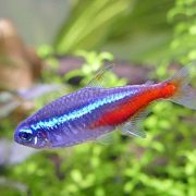 Neon Tetra Resimleri