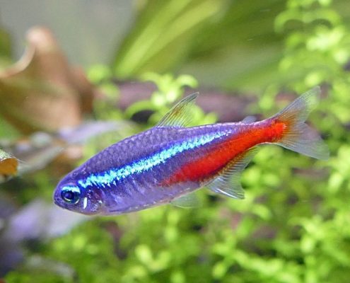Neon Tetra Resimleri