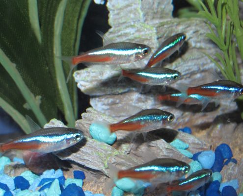 Neon Tetra Resimleri