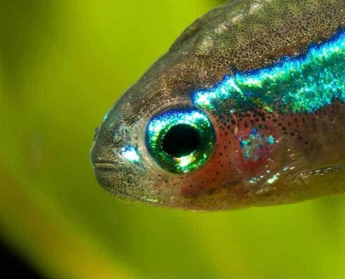 Neon Tetra Fotoğrafları