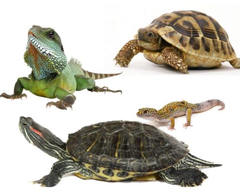 Sürüngen (Kaplumbağa, İguana, Kertenkele) Yaşı Hesaplama