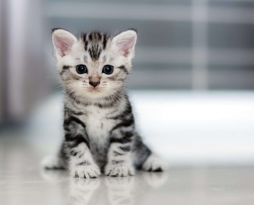 Yavru Kedi Bakımı ve Beslenmesi
