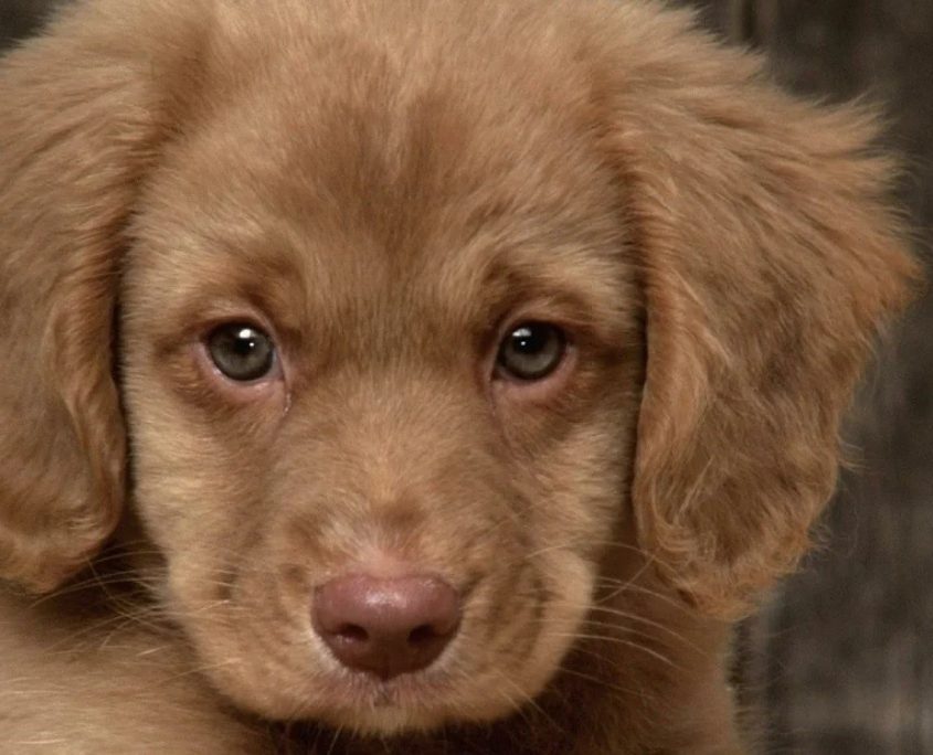 Yavru Köpek