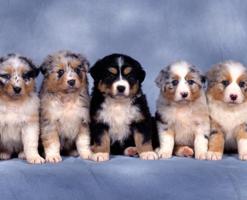 Yavru Köpek Bakımı ve Beslenmesi