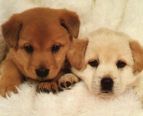 Yavru Köpek Bakımı ve Beslenmesi