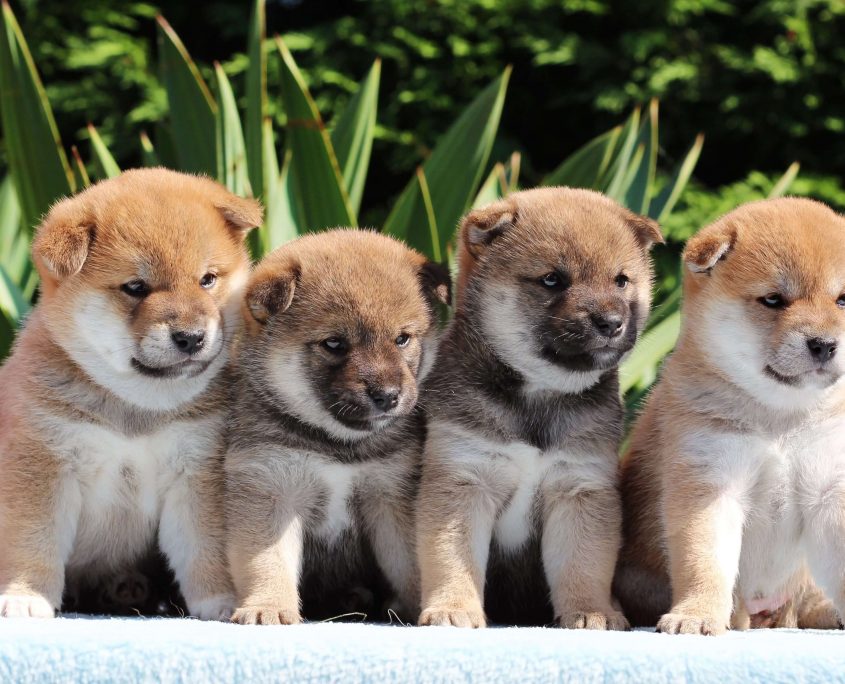 Yavru Köpek Resimleri
