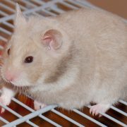 Hamster Bakımı