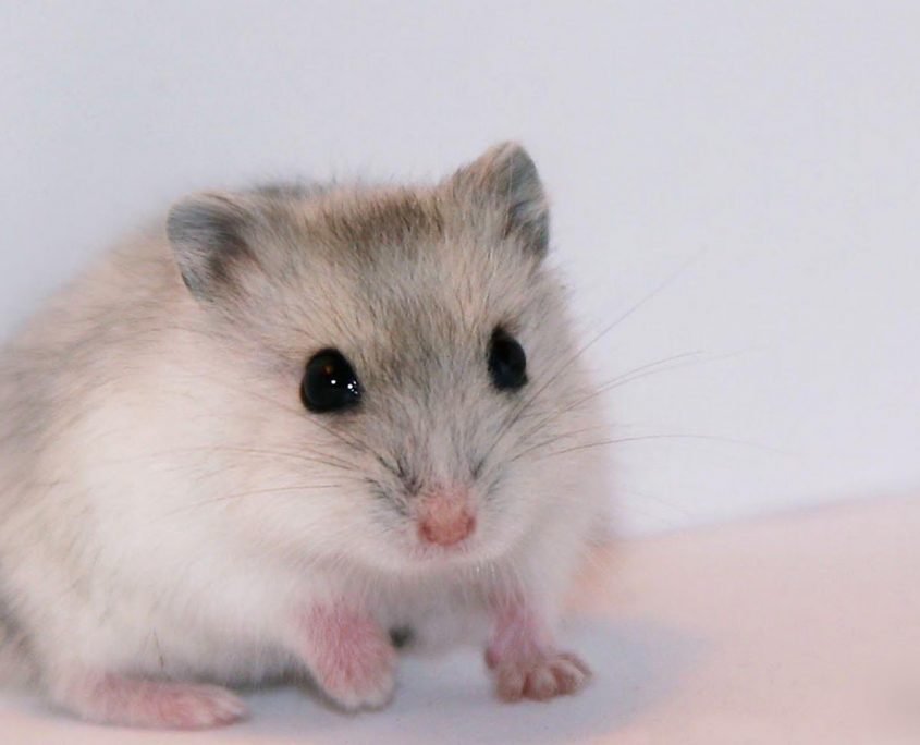 Hamster Beslenmesi
