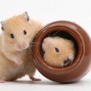 Hamster Cinsiyet Ayrımı