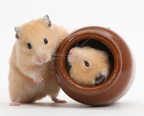 Hamster Cinsiyet Ayrımı