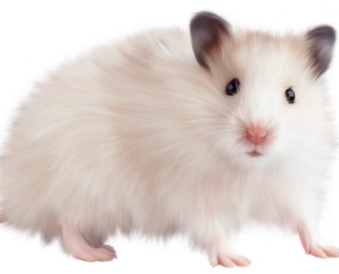 Hamster Hastalıkları ve Tedavi Yöntemleri