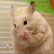 Hamster Kafesi Nasıl Olmalıdır?