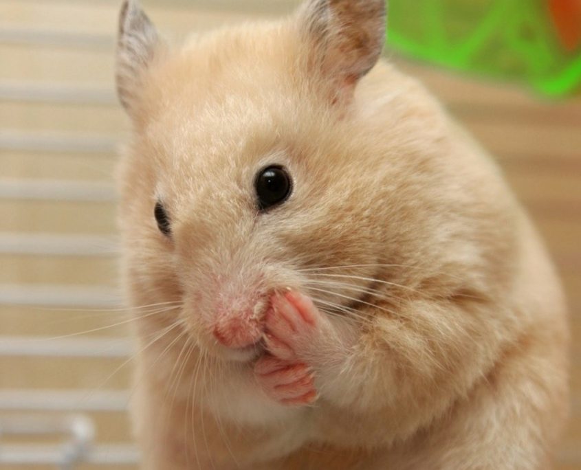 Hamster Kafesi Nasıl Olmalıdır?