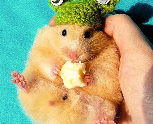 Hamsterlarda Hamilelik ve Doğum
