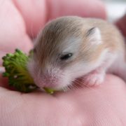 Yavru Hamster Bakımı ve Beslenmesi