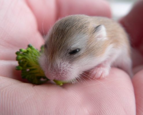Yavru Hamster Bakımı ve Beslenmesi